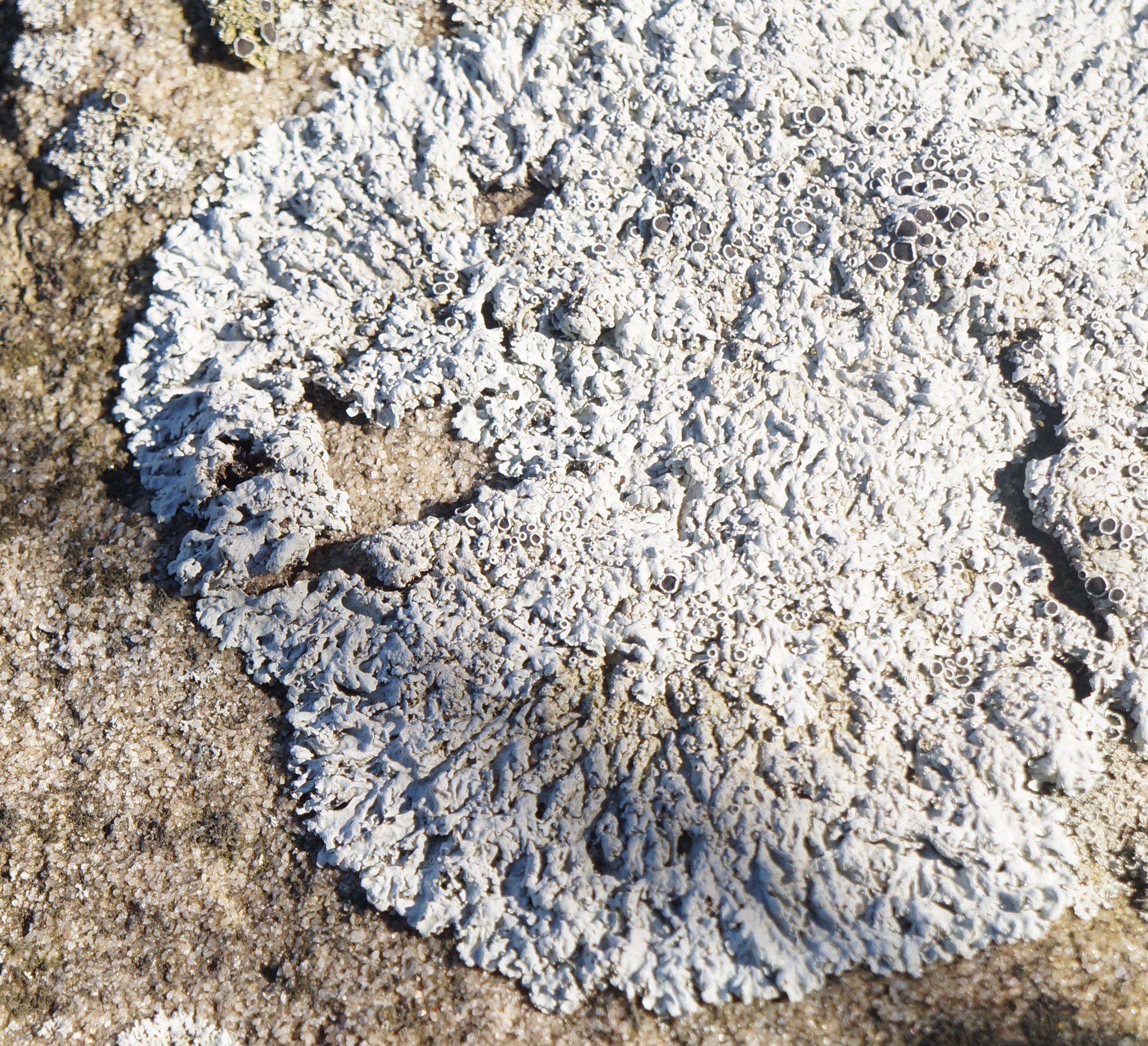 Physcia phaea image