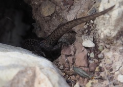 Liolaemus walkeri