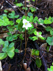 Anemonoides quinquefolia