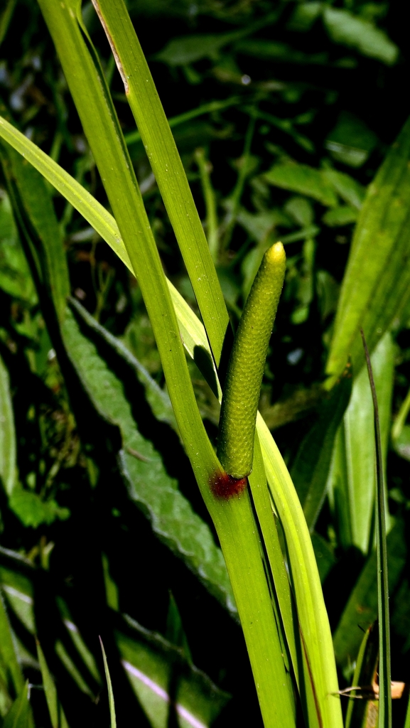 Thủy xương bồ – Acorus calamus