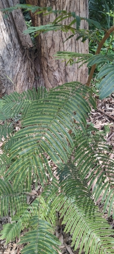 Senegalia polyphylla observed 2026-04-24