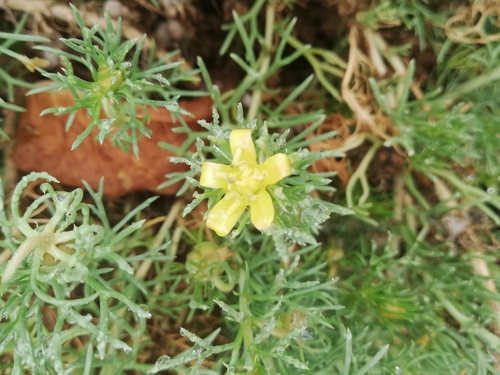 Image of Peganum mexicanum by (c) Liliana Ramírez-Freire, some rights reserved (CC BY)