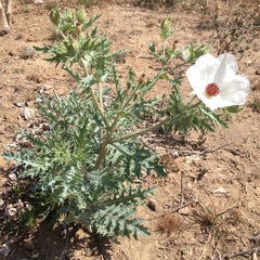 Argemone platyceras