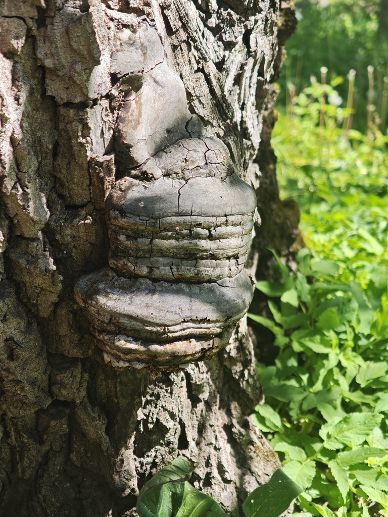 Fomes fomentarius · April 2026 · photo: © rudolphous (iNaturalist, cc-by)