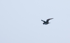 Stercorarius pomarinus