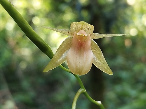 Coelogyne prasina Ridl.