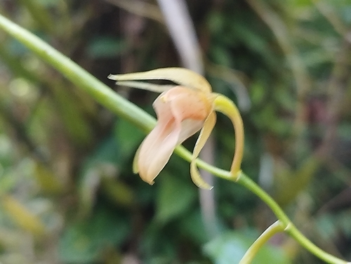 Coelogyne prasina Ridl. 2