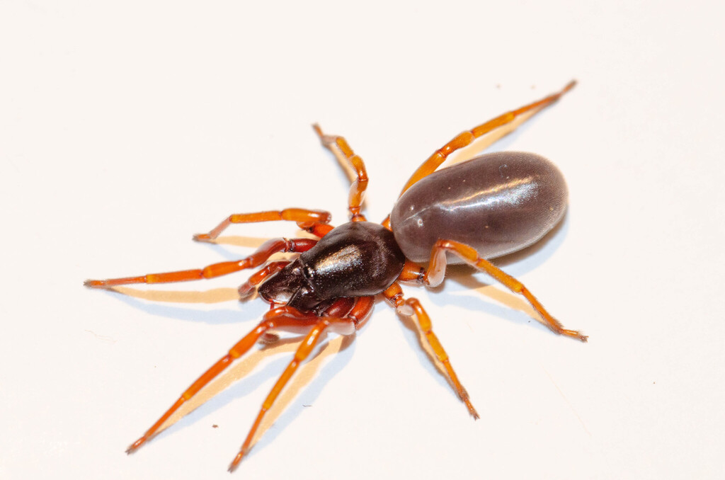 Dysdera minairo