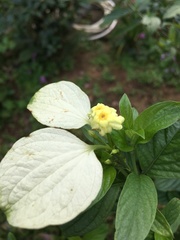 Mussaendeae