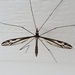 Tipula furca - Photo (c) Whitney kemp, some rights reserved (CC BY-NC), uploaded by Whitney kemp