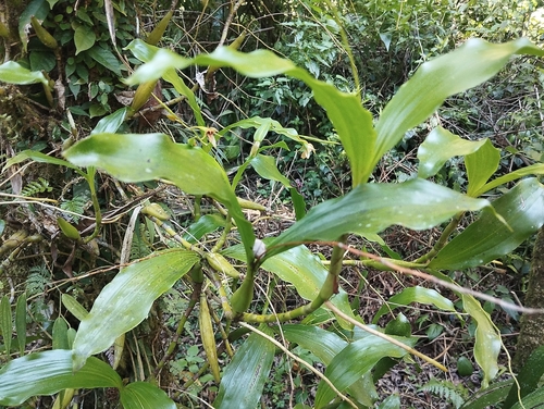 Coelogyne prasina Ridl. 3