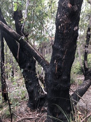 Eucalyptus piperita