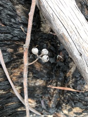 Eucalyptus piperita