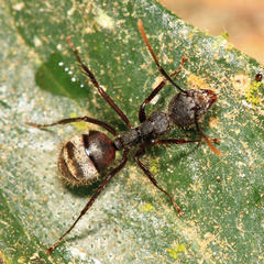 Dolichoderus bidens