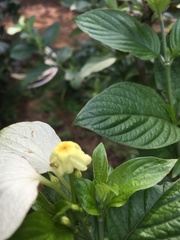 Mussaendeae