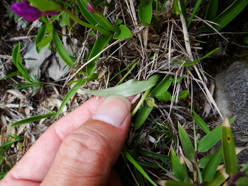 Image of Hemipilia kiraishiensis by (c) 呂一起(Lu i-chi), some rights reserved (CC BY)