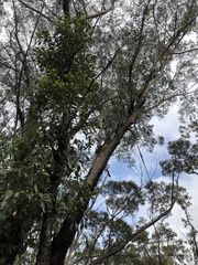 Eucalyptus piperita