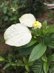 Mussaendeae