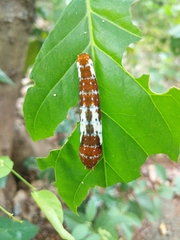 Papilio fuscus canopus