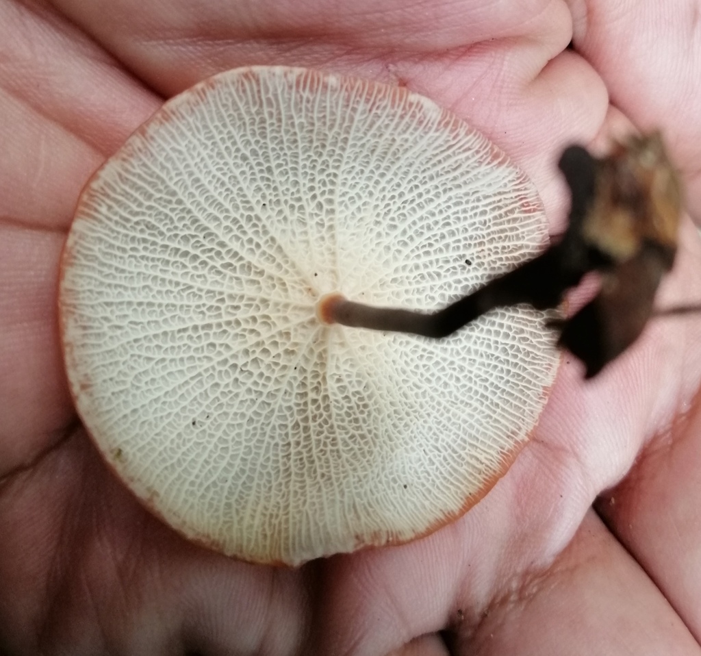 Marasmius cladophyllus · March 2020 · photo: © heimatlos (iNaturalist, cc0)