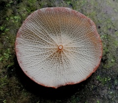 Marasmius cladophyllus