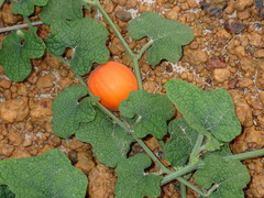 Trichosanthes scabra