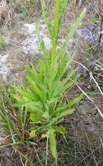 Erechtites hieraciifolius image