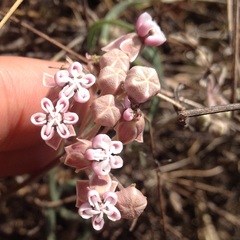 Asclepias senecionifolia