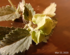 Rhynchosida physocalyx