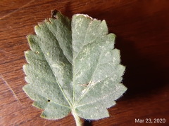 Rhynchosida physocalyx