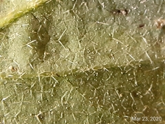 Rhynchosida physocalyx