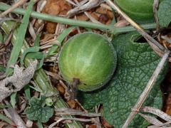 Trichosanthes scabra