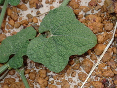 Trichosanthes scabra