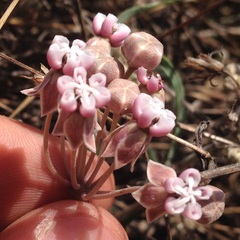 Asclepias senecionifolia