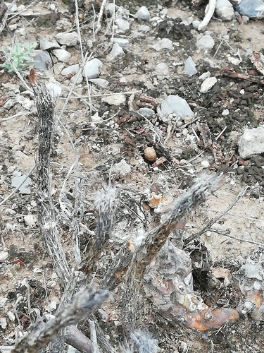 Echinocereus poselgeri
