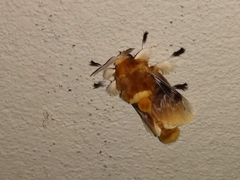 Megalopyge megalopygae