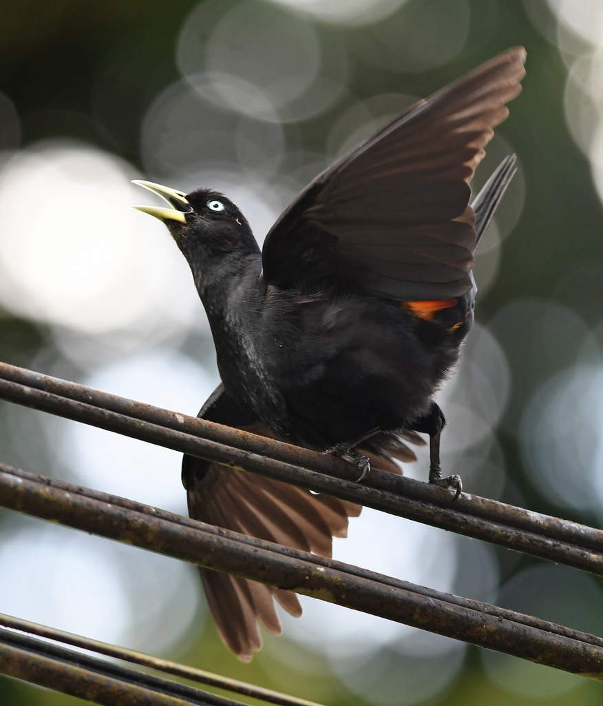 Photos of Scarlet-rumped Cacique (Cacicus microrhynchus)