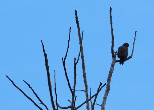 Slate-colored Hawk (Buteogallus schistaceus), photo 9