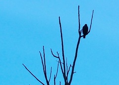 Buteogallus schistaceus