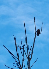 Buteogallus schistaceus