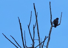 Buteogallus schistaceus