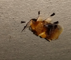 Megalopyge megalopygae