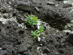Veronica bishopiana