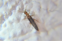 Telegeusidae