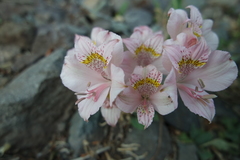Alstroemeria pallida