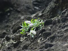 Veronica bishopiana