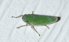 Draeculacephala inscripta