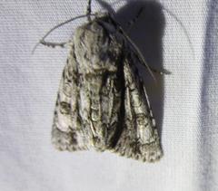 Acronicta rubricoma