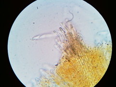 Arachnopeziza trabinelloides