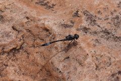 Macrothemis rupicola